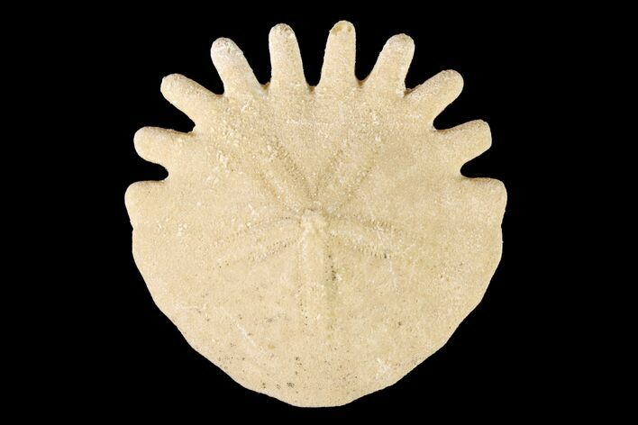 Fossil Sand Dollar (Heliophora) - Boujdour Province, Morocco #160307